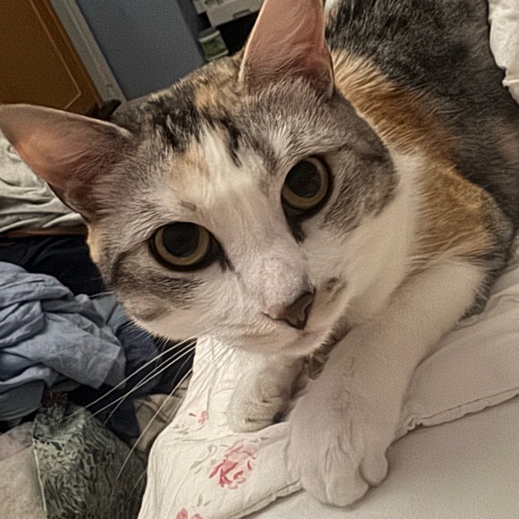 taronow